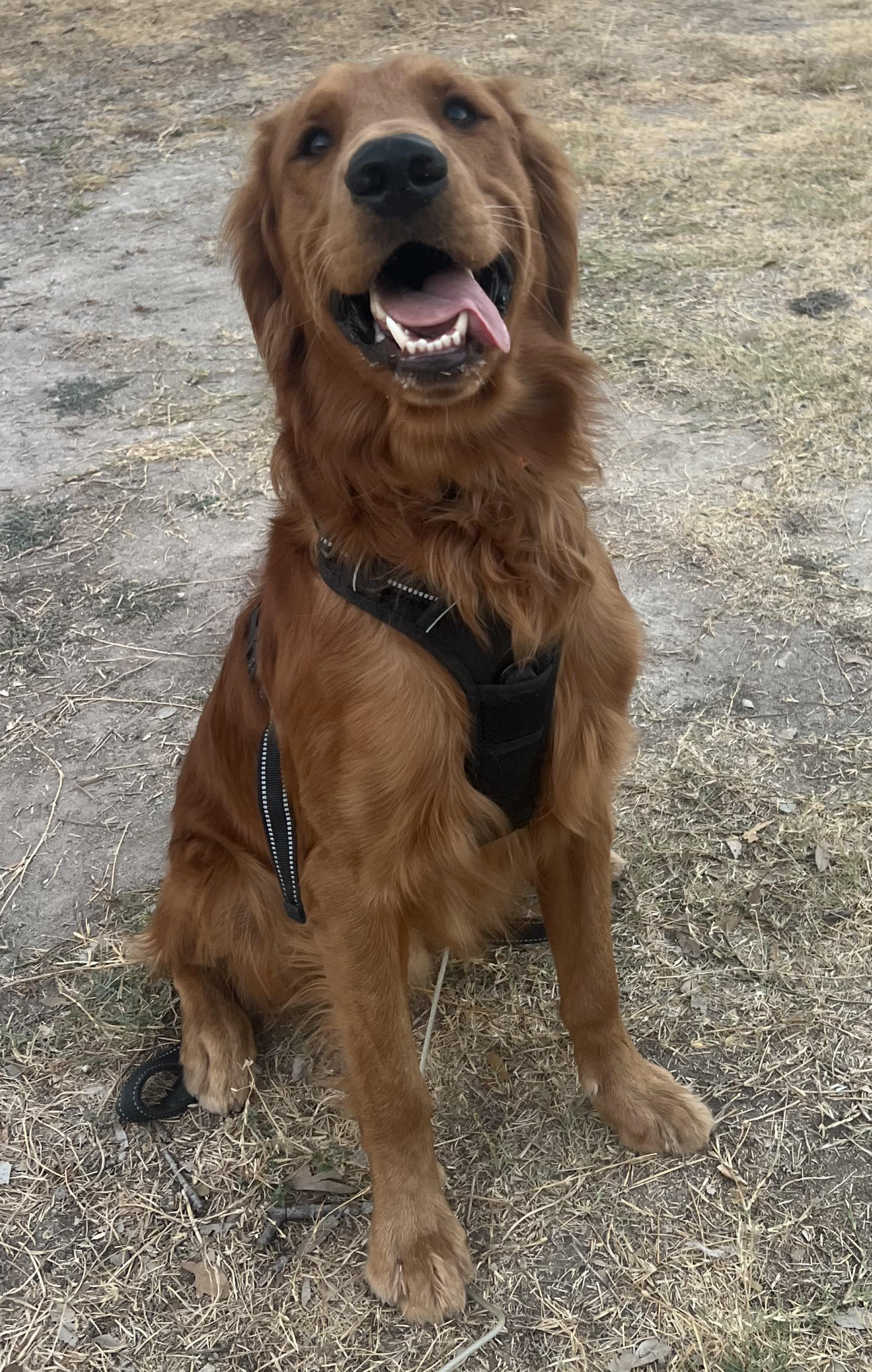 Opie